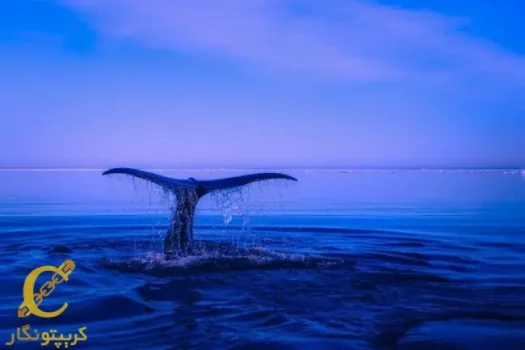انباشت توکن توسط نهنگها